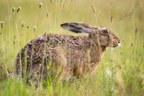 Foto: NABU/Marc Scharping