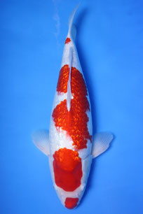 Grinrin Kohaku 50cm Teradomari Female