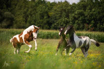 Fohlen auf der No Hill Ranch - MWei Photography