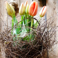 Frühlingshafter Tulpenstrauß im Nest Blumenhuette Muenchen Sendling