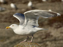 goeland argente