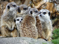 suricate