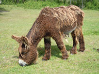 baudet du poitou