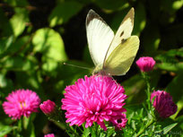 pieride du chou papillon