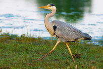 heron cendré