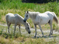 cheval camargue