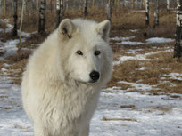 loup arctique