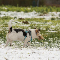 Hundetraining Sabine