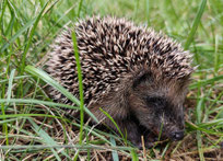 Igel können besser geschützt werden, wenn Mähroboter nur tagsüber laufen (Foto: NABU/Antje Seebens-Hoyer)