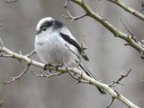 Schwanzmeise (Foto: NABU/Frauke Anders-Gehrke).