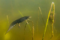 Dieses Teichmolchmännchen hat sein „Hochzeitskleid“ angelegt und ähnelt so einem kleinen Drachen (Foto: NABU/Jan Piecha).
