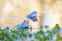Die Männchen der Moorfrösche färben sich während der Paarungszeit blau – ein Naturschauspiel, das bei günstigen Bedingungen in der Postseefeldmark beobachtet werden kann (Foto: NABU/Christoph Bosch).