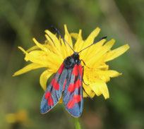 Das Sechsfleck-Widderchen wird wegen seiner roten Flecken auch Blutströpfchen genannt(Foto: NABU/Joachim Eberhardt).