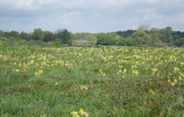 Ein Erhalt des Blütenreichtums im NSG Lanker See ist an die regelmäßige Gehölzentfernung gebunden (Foto: NABU/Manfred Bach).