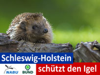 Der NABU fordert mit seiner Petition: Das Land Schleswig-Holstein soll sich für den Schutz von Igeln stark machen (Foto: NABU/Andreas Bobanac).