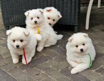 Keeshond wit pup clearance