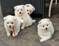 Middenslag Keeshond pups, witte Keeshond pups