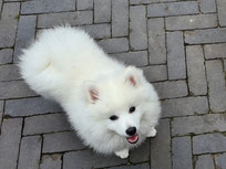 Middenslag Keeshond pups, witte Keeshond pup