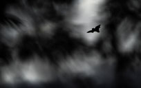 saeugetier, fledermaus, rheinhessen, sebastian_vogel, vogel-naturfoto