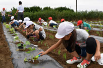 定植する矢切小学校の児童たち