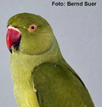 Dominant graugrün   Psittacula krameri (Halsbandsittich) 