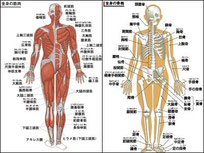 ウォーキングと骨格と筋肉