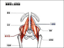 大腰筋と歩幅