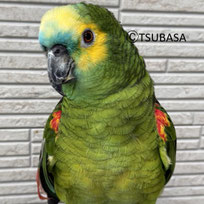こうた＠アオボウシインコ(NPO法人TSUBASA)