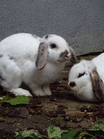 Schulkaninchen