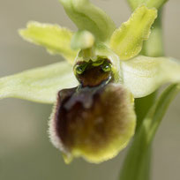 Ophrys