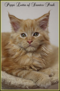 Maine Coon red