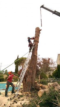 abattage par démontage à l'aide d'une grue