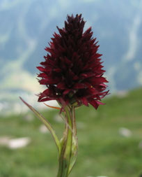 Schwarzes Männertreu (Nigritella nigra)