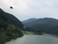 梅田湖を横切るトンビ？