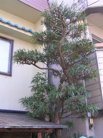 槙の木