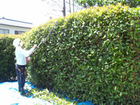 レッドロビンの生垣