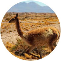 Chile Hautnah – Altiplano & Seenregion in 3 Wochen (mit Mehrtagestour)