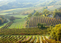Weinviertel Riede