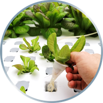 substrate free plant plot, grow plug, hydroponic cultivation, germination, propagation, seedling, hydroponics, aquaponics system
