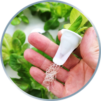 substrate free plant pot for hydroponics, aquaponics, vertical farming, indoor farming, cea, bare root seedling, MT-Cup