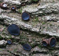 Schmutzbecherling (Bulgaria inquinans)