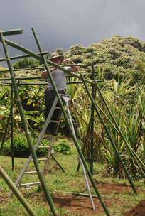 Framework for growing 'Ipu gourds Amy Greenwell Garden