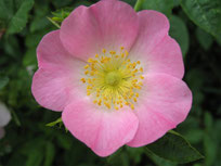 Bachblüte