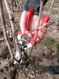 atelier-taille-vigne-travail-vigneron-vignoble-Vouvray-Touraine-Vallee-Loire-Rendez-Vous-dans-les-Vignes