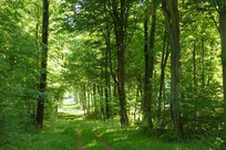 Une association pour planter des arbres et développer les massifs forestiers sur l'ensemble du territoire en France