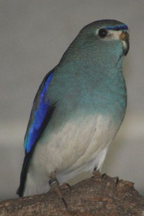 Blau Neophema chrysostoma (Feinsittich) 