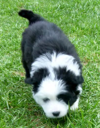 wuscheliger Familienhund Elo Rau Ansbach