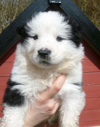Familienhund Elo Glatt Franken Welpe