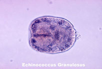 Echinocoque chien, un vers dans les selles chien qui parasite l'organisme du chien. Mieux vaut vermifuger un chien avant qu'il n'ait des vers