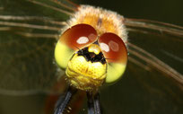 Portrait eines männlichen Jungtieres der Sumpf - Heidelibelle, Sympetrum depressiusculum.